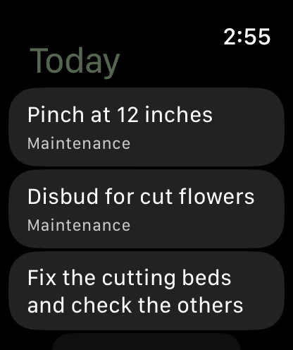 Today's tasks on a watch face — pinch at 12 inches, disbud for cut flowers